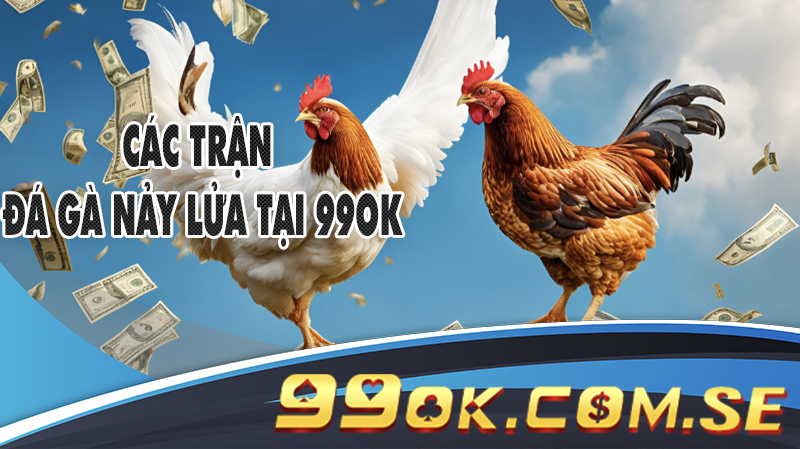 Hình ảnh trực tiếp từ các trận Đá Gà Online 99OK