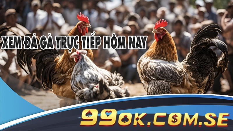 Xem Đá Gà Trực Tiếp Hôm Nay