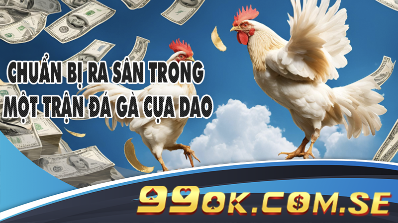 Chiến kê đang chuẩn bị ra sân trong một trận đá gà cựa dao hấp dẫn.
